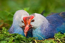 Purple swamphen (Porphyrio porphyrio) pair on nest, captive, occurs Africa