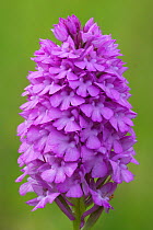 Pyramidal orchid (Anacamptis pyramidalis) Europe