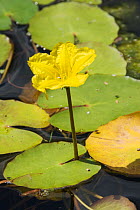 Fringed water lily flowers (Nymphoides peltata) UK, July