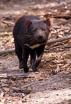 Tasmanian devil (Sarcophilus harrisii) captive, part of a breeding programme, Tasmania, Australia, Endangered species