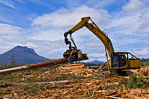 Logging of secondary forest, Florentine valley, Tasmania, Australia, February 2007