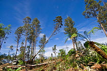 Logging of secondary forest, Florentine valley, Tasmania, Australia, February 2007
