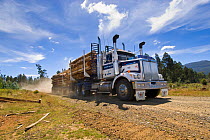 Heavy truck carrying logs from logging of secondary forest, Florentine valley, Tasmania, Australia, February 2007