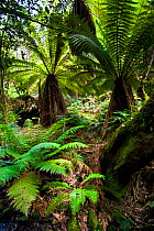 Soft tree fern (Balantium antarcticum) in forest, Tasmania, Australia, January