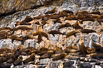 Australian fur seal (Arctocephalus pusillus) colony resting on rocks, Bruny Island, Friars Islands, Tasmania, Australia, January