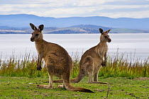 Two Forester kangaroos (Macropus giganteus tasmaniensis) Tasmania, Australia, January