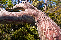 Bark and trunk of a Tasmanian snow gum tree (Eucalyptus coccifera) Tasmania, Australia, February