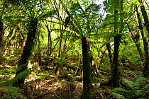 Soft tree ferns (Balantium antarcticum) Marakoopa caves, Tasmania, Australia, January 2007