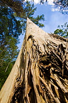 Looking up the trunk of a Manna gum tree (Eucalyptus viminalis) Evercreech, Tasmania, Australia, January
