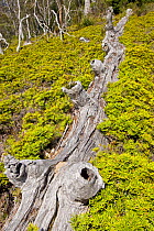 Fallen log amongst Alpine coral fern (Gleichenia alpina) Cradle Mountain, Tasmania, Australia, February