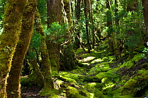 Southern beech forest (Nothofagus cunninghamii) Cradle mountain, Tasmania, Australia, February 2007