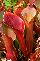 Marsh pitcher plant (Heliamphora nutans) cultivated, from South America