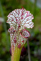 White topped pitcher plant (Sarracenia leucophylla) cultivated, from South America