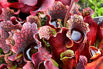 Northern pitcher plant (Sarracenia purpurea) cultivated, from North America