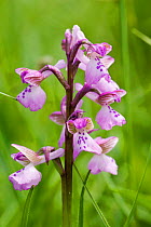 Green winged orchid (Anacamptis morio) Bristol, UK, May