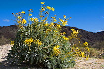 Brittlebush (Encelia farinosa) flowering, Mojave desert, Joshua NP, California, USA, February