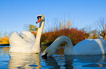Mute swans (Cygnus olor) on the River Severn,  Gloucestershire, UK, December
