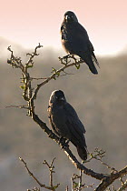 Two Jackdaws (Corvus monedula) perched, Bristol, UK, December