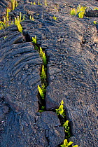 Lava field with growth of Dotted polypody fern (Polypodium pellucidum), Kilauea, Hawaii, USA, August 2008