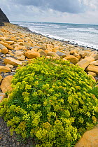 Rock samphire (Crithmum maritimum) growing on rocky beach, Kimmeridge Bay, Dorset, UK, September
