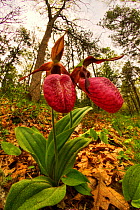 Pink lady's slipper orchid (Cypripedium acaule) flowering in woodland, Cape Cod, Massachusetts, USA, May