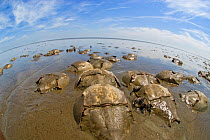 Horseshoe crabs (Limulus polyphemus) spawning at low tide, Slaughter Beach, Delaware, USA, May
