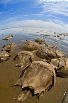 Horseshoe crabs (Limulus polyphemus) spawning at low tide, Slaughter Beach, Delaware, USA, May