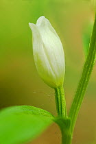 White helleborine (Cephalanthera damasonium) Buckholt beech woods, Gloucestershire, UK, June