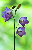Harebell flowers (Campanula rotundifolia) UK