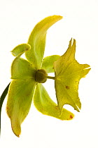 Hybrid pitcher plant flower (Sarracenia sp)