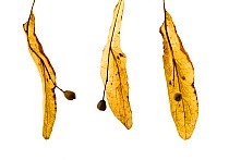 Seeds of Common lime tree (Tilia x europaea)