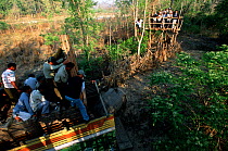 Indian / Asian rhinoceros (Rhinoceros unicornis) being released from transport crate at Royal Bardia NP, after translocation from Chitwan NP, Nepal, 2003
