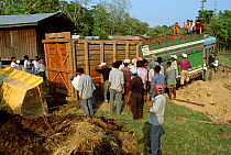 Indian / Asian rhinoceros (Rhinoceros unicornis) being loaded into transport crate at Chitwan NP, Nepal, for translocation to Royal Bardia NP, Nepal, 2003