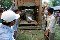 Indian / Asian rhinoceros (Rhinoceros unicornis) sedated, being loaded into transport vehicle at Chitwan NP, Nepal, for translocation to Royal Bardia NP, Nepal, 2003