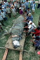Indian / Asian rhinoceros (Rhinoceros unicornis) sedated before loading into transport vehicle at Chitwan NP, Nepal, for translocation to Royal Bardia NP, Nepal, 2003