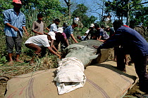 Indian / Asian rhinoceros (Rhinoceros unicornis) sedated before loading into transport vehicle at Chitwan NP, Nepal, for translocation to Royal Vardia NP Nepal, 2003