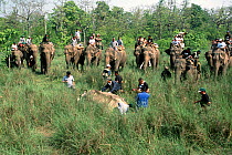 Indian / Asian rhinoceros (Rhinoceros unicornis) sedated by dart for translocation to Royal Bardia NP,  surrounded by men on Asian elephants, Chitwan NP, Nepal, 2003