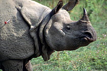 Indian / Asian rhinoceros (Rhinoceros unicornis)  darted for sedation prior to translocation to Royal Bardia NP, Chitwan NP, Nepal, 2003
