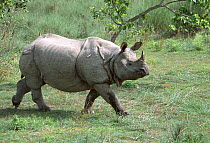 Indian / Asian rhinoceros (Rhinoceros unicornis) before collapsing, darted for sedation prior to translocation to Royal Bardia NP, Chitwan NP, Nepal, 2003