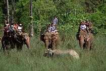 Indian / Asian rhinoceros (Rhinoceros unicornis)  surrounded by men on Asian elephants prior to darting and sedation for translocation to Royal Bardia NP, Chitwan NP, Nepal, 2003