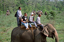 Scientists and dart shooter on Elephant searching for Indian / Asian rhinoceros (Rhinoceros unicornis) for sedation and translocation to Royal Bardia NP, Chitwan NP, Nepal, 2003