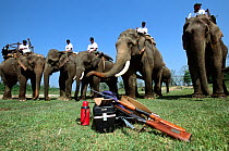Mahouts on working Elephants before going out to search for Indian / Asian rhinoceros (Rhinoceros unicornis) for sedation and translocation to Royal Bardia NP, Chitwan NP, Nepal, 2003