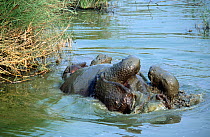 Indian / Asian rhinoceros (Rhinoceros unicornis) bathing in pool, Chitwan NP, Nepal