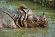 Indian / Asian rhinoceros (Rhinoceros unicornis) bathing in pool, Chitwan NP, Nepal