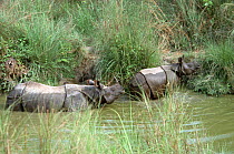 Indian / Asian rhinoceros (Rhinoceros unicornis) mother and young leaving pool after bathing, Chitwan NP, Nepal