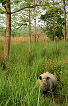 Indian / Asian rhinoceros (Rhinoceros unicornis) in long grass, Chitwan NP, Nepal