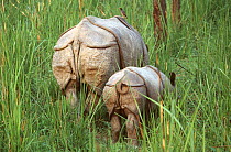 Indian / Asian rhinoceros (Rhinoceros unicornis) rear view of mother and young in long grass, Chitwan NP, Nepal