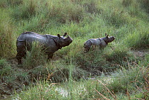 Indian / Asian rhinoceros (Rhinoceros unicornis) mother and young in long grass beside water, Chitwan NP, Nepal