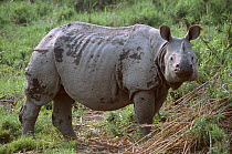 Indian / Asian rhinoceros (Rhinoceros unicornis) adult, Chitwan NP, Nepal