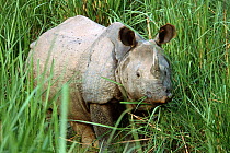 Indian / Asian rhinoceros (Rhinoceros unicornis) adult feeding in long grass, Chitwan NP, Nepal